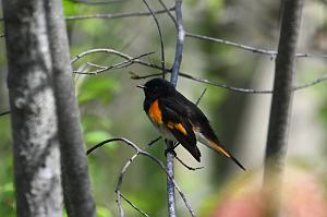 Warbler, American Redstart, 2025-05077478 Parker River NWR, MA